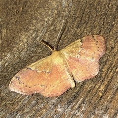 Leptostales ferruminaria