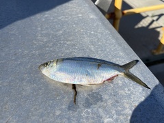 Herklotsichthys castelnaui