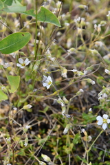Cerastium regelii