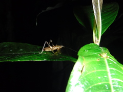 Acanthacara brachycyma