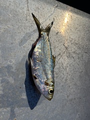 Herklotsichthys castelnaui