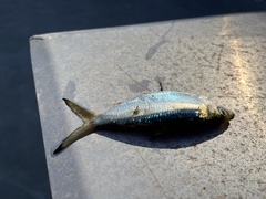 Herklotsichthys castelnaui