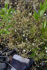 Cerastium regelii