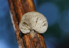 Conchomyces bursiformis