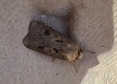 Agrotis exclamationis