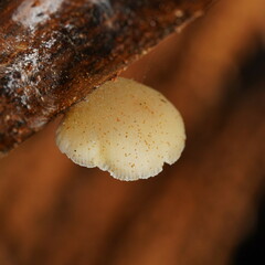 Conchomyces bursiformis
