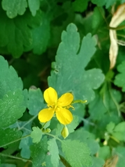 Chelidonium majus