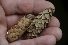 Picea glauca × engelmannii