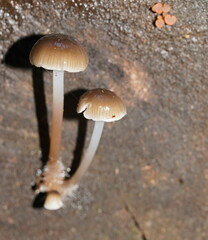 Mycena tuvara
