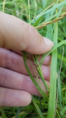 Galerucella calmariensis