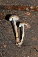 Mycena tuvara