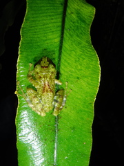 Pristimantis eriphus