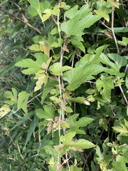 Vitis kelungensis