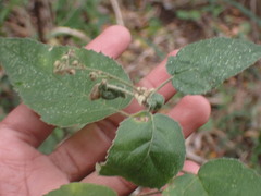 Croton rivularis