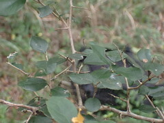 Dovyalis rhamnoides