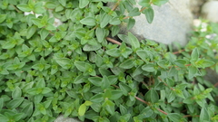 Gonostegia matsudai