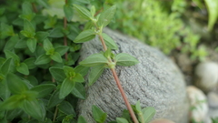 Gonostegia matsudai