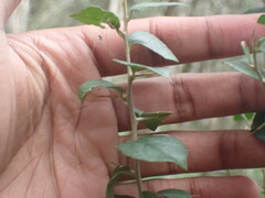 Dovyalis rhamnoides
