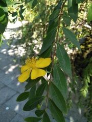 Hypericum geminiflorum