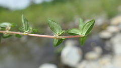 Gonostegia matsudai