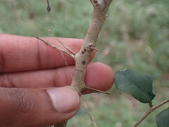 Dovyalis rhamnoides