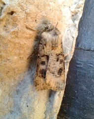 Agrotis clavis