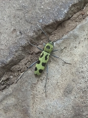 Chlorophorus herbstii