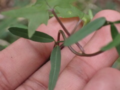 Secamone filiformis