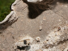 Datronia brunneoleuca