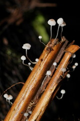 Mycena maldea