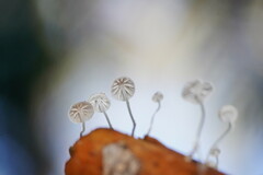 Mycena maldea