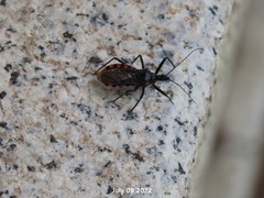 Rhynocoris leucospilus sibiricus