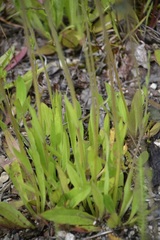 Pilosella glomerata