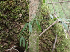 Secamone filiformis