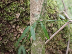 Secamone filiformis