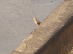 Phoenicurus phoenicurus