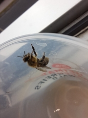 Apis mellifera
