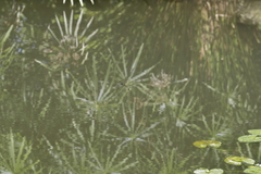 Epophthalmia elegans