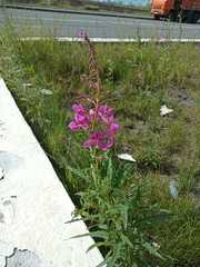 Chamaenerion angustifolium
