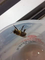 Apis mellifera