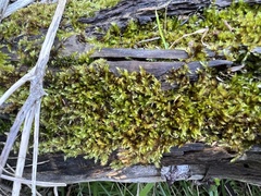 Sematophyllum