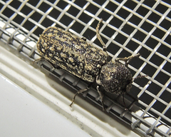 Lichenophanes varius