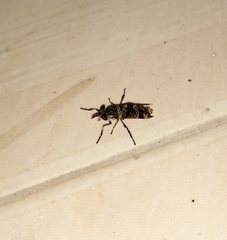Haematopotini