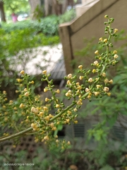 Aglaia rimosa