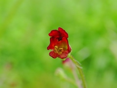Scrophularia auriculata