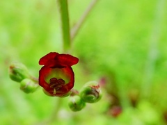 Scrophularia auriculata