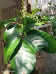 Aglaia rimosa