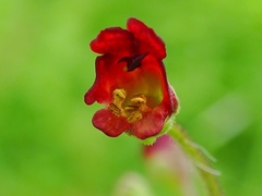 Scrophularia auriculata