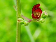 Scrophularia auriculata