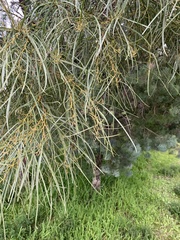 Acacia doratoxylon